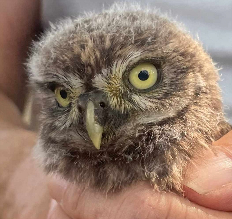 Walder-Preis der Hermann und Elisabeth Walder-Bachmann Stiftung (WBS) für das trinationale BirdLife-Steinkauzprogramm