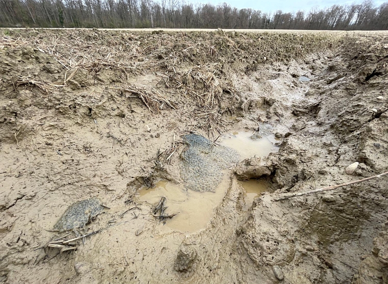 Amphibien - so langsam wird es eng