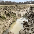 Froschlaich in einer Ackerfurche - in 1-2 Tage stünde hier kein bisschen Wasser mehr