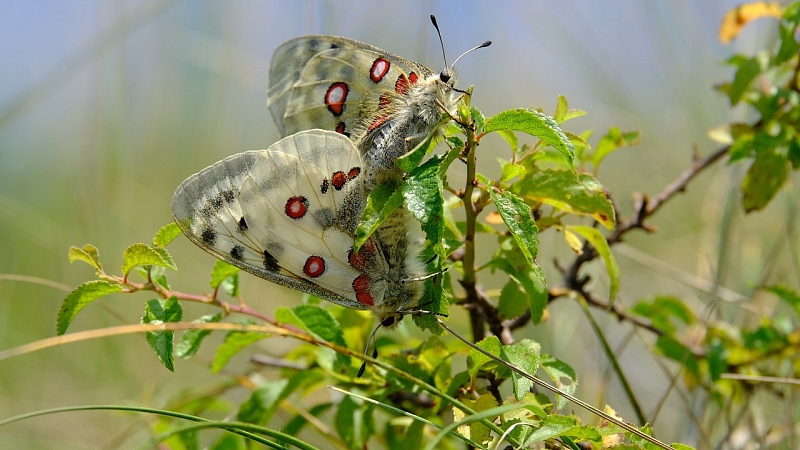 Apollofalter auf Schlehe (Foto: Hans)