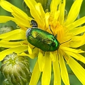 Apollofalter auf Schlehe (Foto: Hans)