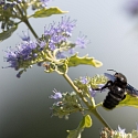 Apollofalter auf Schlehe (Foto: Hans)