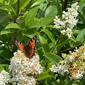 Apollofalter auf Schlehe (Foto: Hans)
