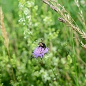 Apollofalter auf Schlehe (Foto: Hans)