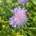 Apollofalter auf Schlehe (Foto: Hans)