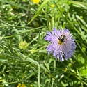 Apollofalter auf Schlehe (Foto: Hans)