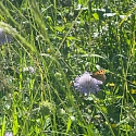 Apollofalter auf Schlehe (Foto: Hans)