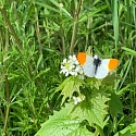 Apollofalter auf Schlehe (Foto: Hans)