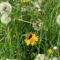 Apollofalter auf Schlehe (Foto: Hans)