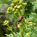 Apollofalter auf Schlehe (Foto: Hans)