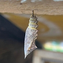 Apollofalter auf Schlehe (Foto: Hans)