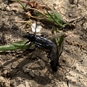 Apollofalter auf Schlehe (Foto: Hans)