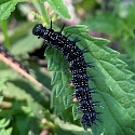 Apollofalter auf Schlehe (Foto: Hans)
