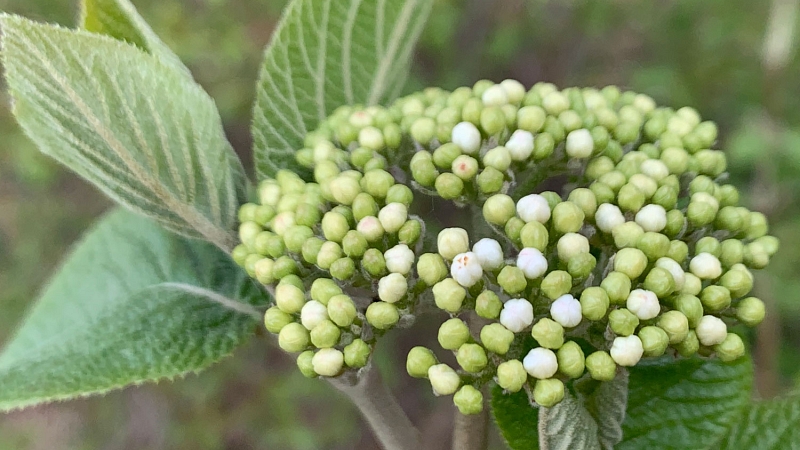 Viburnum lantana Blüte Wolliger Schneeball