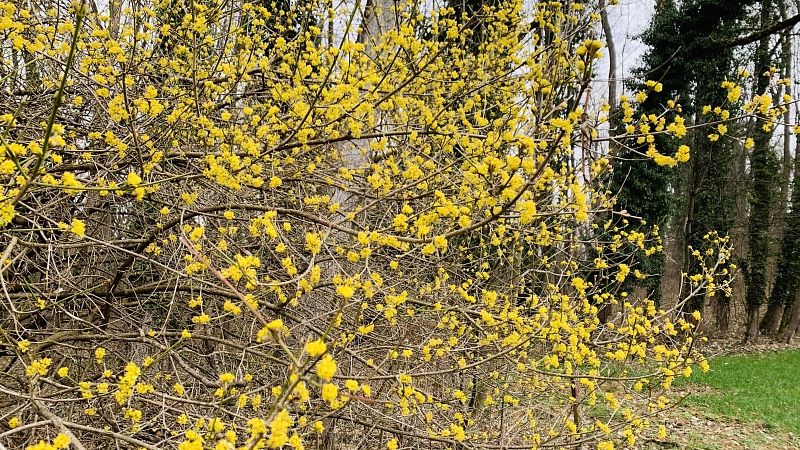 Kormelkirsche Cornus mas