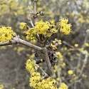 Kormelkirsche Cornus mas