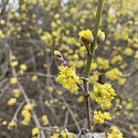 Kormelkirsche Cornus mas