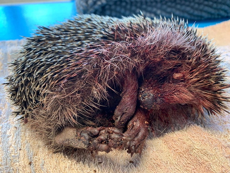 Schwer verletze Igel - bitte Vorsicht bei der Gartenarbeit