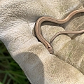 Juveniles Blindschleichen-Weibchen - femelle juvenile d'horvet (Anguis fragilis)