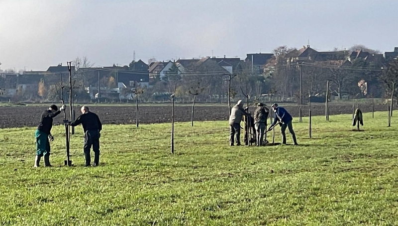Pflanzung von einem Dutzend Hochstamm-Obstbäumen und 70 m Hecke in F-Schlierbach