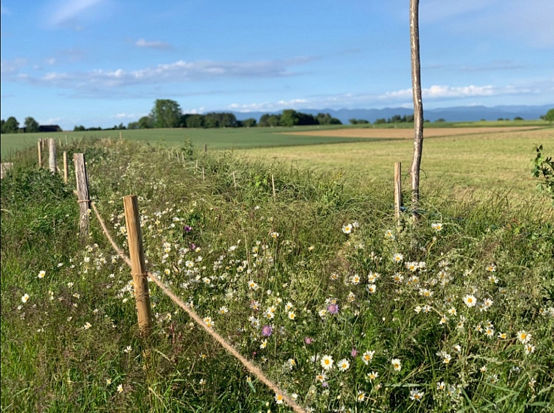 Weissdorn-Wildrosenhecke mit Blühsaum 16 Monate nach der Pflanzung - eine blühende Insel des Lebens inmitten ausgeräumter Landschaft