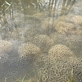 Froschlaich im Tümpel März 2023