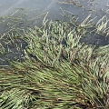 Auch das Gras im Wasser dient als Ablagefläche, Hauptsache oberflächennah und damit warm!