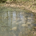 Ein Meer aus Laichklumpen im Tümpel