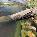 Froschlaich März 2023 im kleinen Wasserbecken