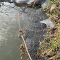 Pünktlich Mitte März mehr Froschlaich denn je in den drei Laichtümpeln