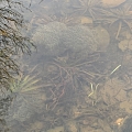 Der erste Froschlaich diesen Jahres im kleinen Laichtümpel!