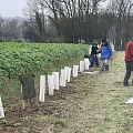 Eine Streuobstwiese wird mit neu gepflanzten Hecken ökologisch aufgewertet