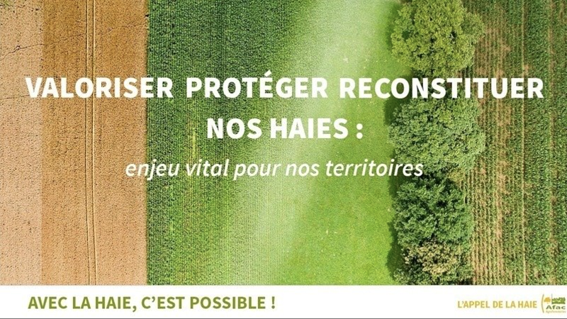 Petition à signer: En France, les haies ont besoin d'un grand plan national, à 2030 basé sur trois priorités : VALORISER, PROTÉGER ET RECONSTITUER