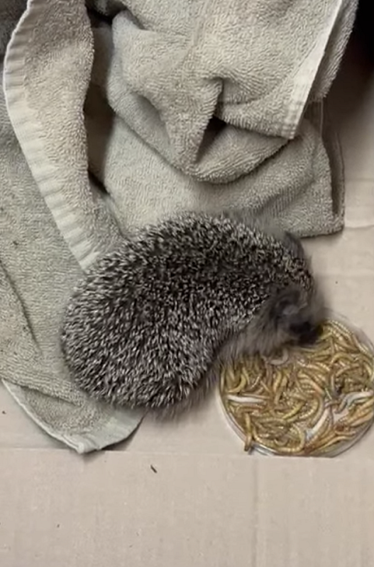 Igel die jetzt tagaktiv unterwegs sind brauchen fast immer unsere Hilfe. Schaut bitte nicht weg