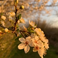 Weißdorn und Schlehen - die reinweissen Frühlingsboten mit vielfältigem Nutzen