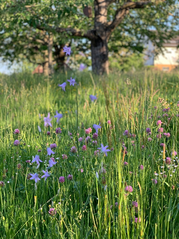Umwandlung von 2000 qm intensiv gemähter Obstwiese in eine zweischürige extensive Streuobstwiese!