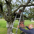 Die erste Steinkauzbrutröhre bringen wir an einem Apfelbaum auf einer Streuobstwiese am Dorfrand an