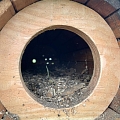 In die Niströhre kommt feiner Rindenmulch. Darin kann das Weibchen eine Mulde scharren und die Eier können nicht wegrollen. 