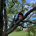 Die Brutröhre für den Steinkauz in einem Apfelbaum inmitten von Pferdeweiden