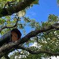 Steinkauzbrutröhre auf einem alten Apfelbaum