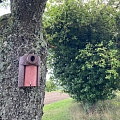 Wendehalsnistkasten an einem alten Kirschbaum  