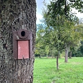 Nistkasten für den Wendehals in einem kleinen Obstgarten am Dorfrand
