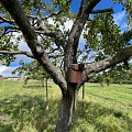 Nistkasten Wendehals an Apfelbaum auf einer extensiven Streuobstwiese