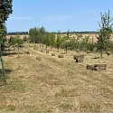 Wiesenmahd mit Balkenmäher