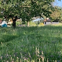 Wiesenmahd mit Balkenmäher