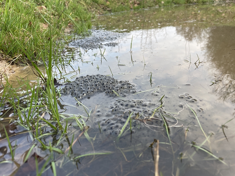 Froschlaich in Kleingewässer Elsass 02/2024