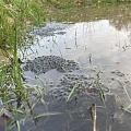 Froschlaich in Kleingewässer Elsass 02/2024
