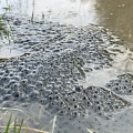 Froschlaich in Laichtümpel im Elsass 02/2024