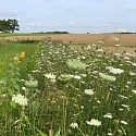 Die wilde Möhre - kaum eine Wildpflanze ist wohl so schön und fotogen 