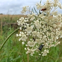 Die wilde Möhre - kaum eine Wildpflanze ist wohl so schön und fotogen 